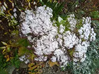 IMG_20241114_091132_1.webp IMG_20241114_091132_1.webp