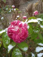 IMG_20241114_091215.webp IMG_20241114_091215.webp