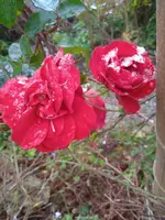 IMG_20241114_091320_1.webp IMG_20241114_091320_1.webp