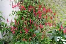 Winterharte Fuchsie0521.JPG