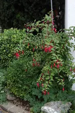 Winterharte Fuchsie0522.webp