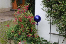 Winterharte Fuchsie0822.JPG