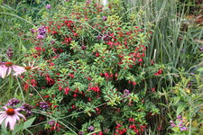 Winterharte Fuchsie0922.JPG