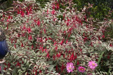 Winterharte Fuchsie0923.JPG