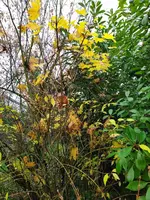IMG_20241114_134337.webp