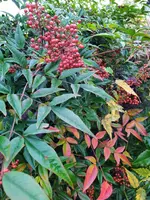 IMG_20241114_134420_1.webp