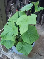 Gurke Stecklinge 10.08 (1).webp