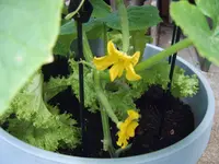 Gurke Stecklinge 10.08 (2).webp