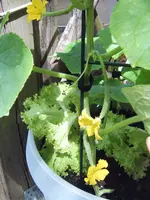 Gurke Stecklinge 10.08 (3).webp