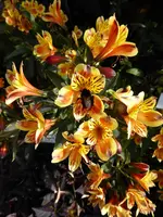 P1020456Inkalilie.webp
