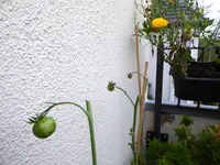 013.webp