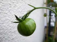 014.webp
