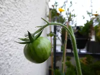 015.webp