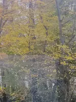 laub1.webp