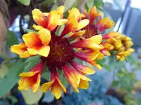 031.webp