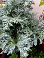 015.webp