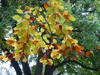 015.webp