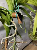 Vanda-C*Wurzel-D*2024-11-17*02.webp