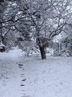 PXL_20241118_063122138.webp PXL_20241118_063122138.webp