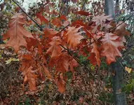 IMG_20241118_161230.webp