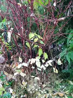 IMG_20241114_134448_1.webp