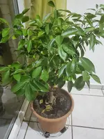 Citrus.webp