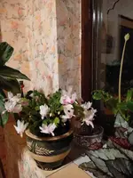 1732080940063.webp