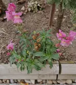 IMG_20241120_074707.webp