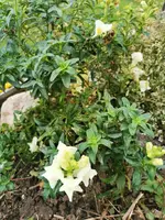 IMG_20241120_074722.webp