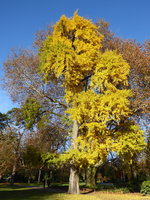 P1060186Ginko.JPG