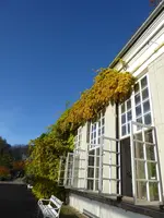 P1060193Blauregen.webp