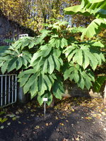 P1060227Chinesischer Reispapierbaum.JPG