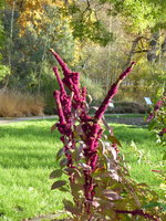 P1060265Kugelamaranth.JPG