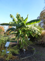 P1060270Banane.JPG