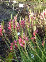 P1060276Scheiniris.webp