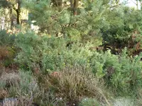 P1060278Stechginster.webp