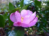 P1060245Kamelie.webp