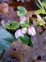 P1060247Schneerose Ice'n roses early rose.JPG