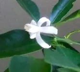 Citrus (2).webp