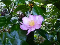 P1060246Kamelie.webp