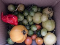 Tomate*Mangué*Ernte*24-11-21*Blush Tiger*Muchacha.jpg
