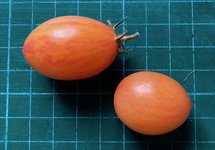 Tomate*Blush Tiger*Ernte*24-11-21.jpg