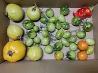 Toamaten nachreifen*2024-11-21.webp