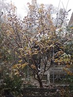 IMG_20241122_102810.jpg