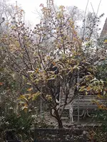 IMG_20241122_102810.webp