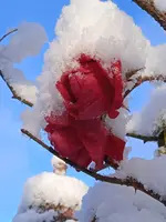 IMG_20241120_084153.webp IMG_20241120_084153.webp