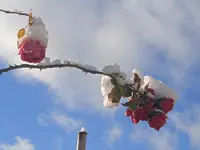 IMG_20241120_115111.webp IMG_20241120_115111.webp