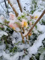 IMG_20241120_083812_1.webp IMG_20241120_083812_1.webp