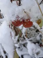 IMG_20241120_083945_1.webp IMG_20241120_083945_1.webp