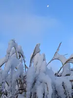 IMG_20241120_084017_1.webp IMG_20241120_084017_1.webp